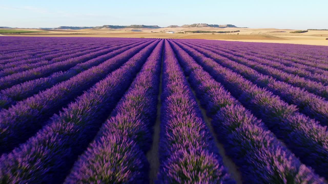 Lavender field seen from the air at sunset