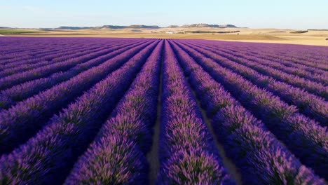 lavender field seen from the air at sunset