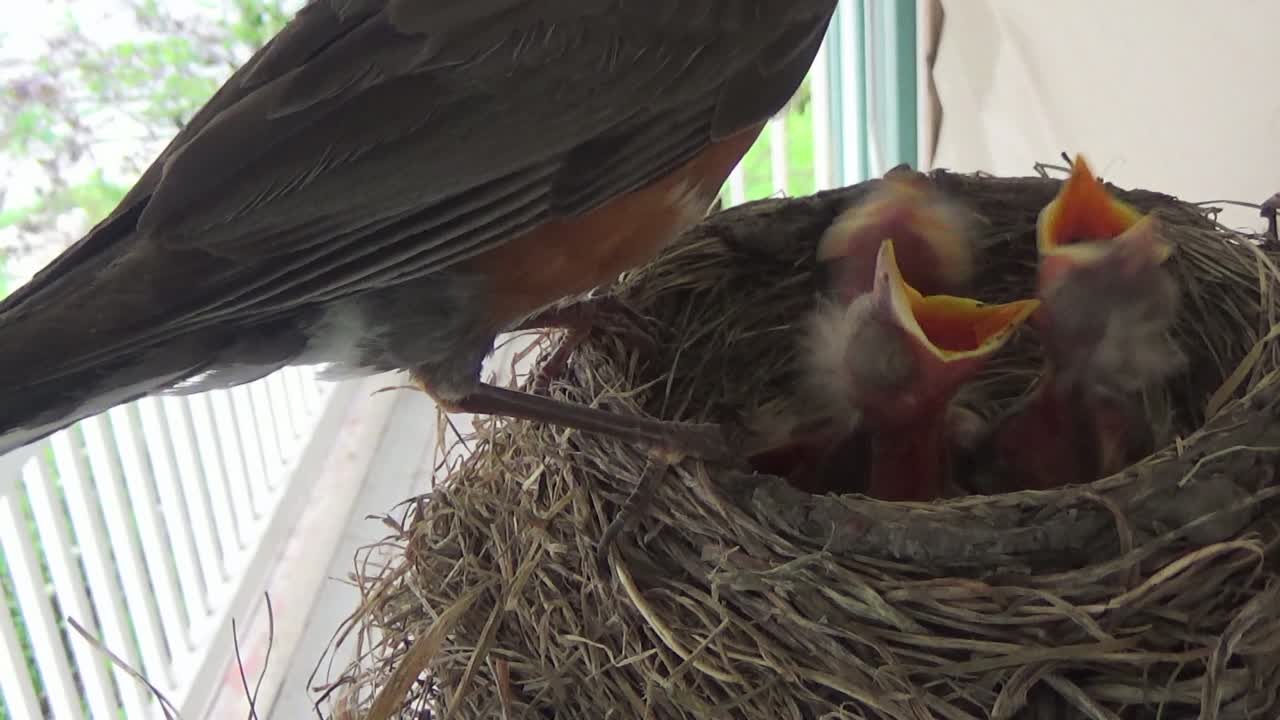 Mamma pettirosso torna al nido per nutrire con larve grasse tre piccoli affamati