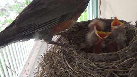 Mutter-Rotkehlchen-Kehrt-Zum-Nest-Zurück,-Um-Drei-Hungrige-Babys-Mit-Fetten-Maden-Zu-Füttern