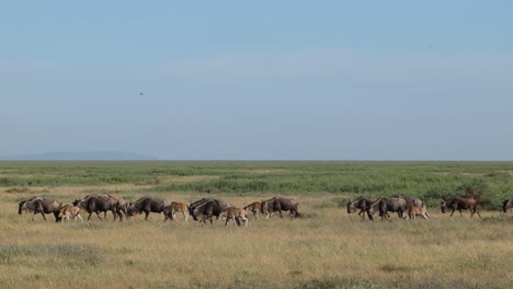 wide shot of migrating wildebeests moving through the grassland of the masai mara.
