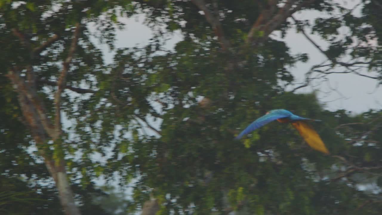 Magnificent Blue and Yellow Macaw flying over the rain forest towards the sky and spreading its wings