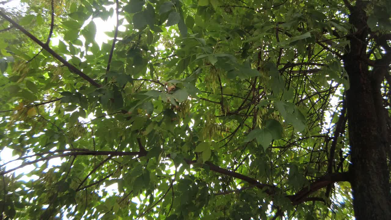 바람이 부는 날씨는 나무의 잎을 닫습니다