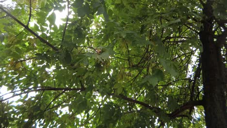 el clima ventoso mueve las hojas del árbol de cerca
