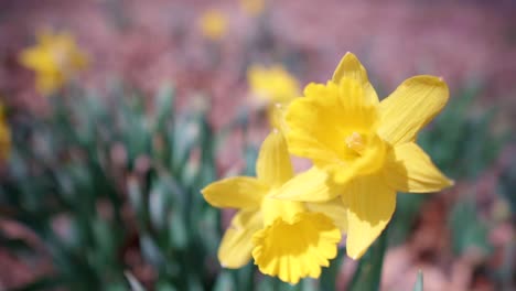 slow motion push-in shot towards daffodil flower