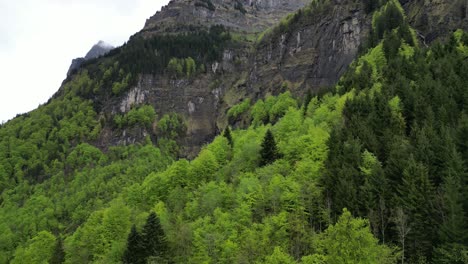 Luftaufnahme-Von-Grünen-Nadelwäldern,-Die-Felsige-Schweizer-Alpen-Schmücken