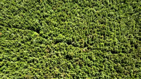 visión del avión no tripulado- áfrica bosque- áfrica incendio de matorrales