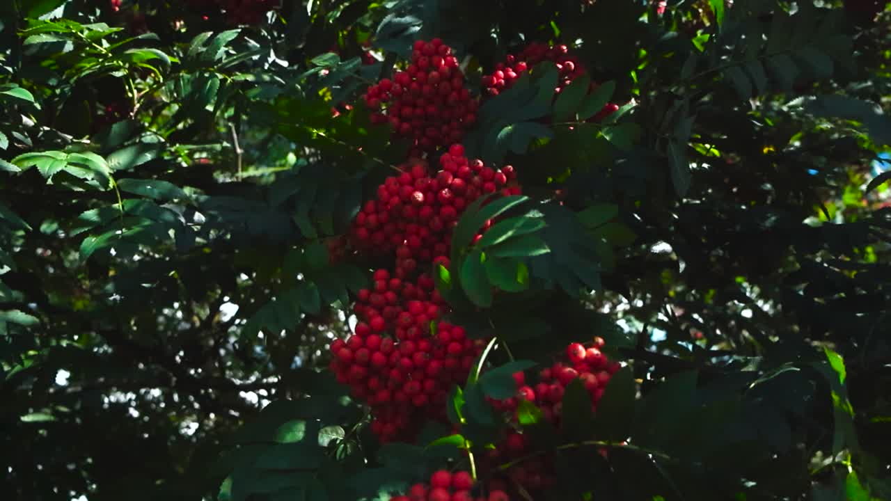 Grappoli di bacche di sorbo rosse vibranti appese tra foglie verdi lussureggianti su un ramo di sorbo degli uccellatori, che ondeggiano dolcemente alla luce del sole, creando uno splendido sfondo naturale durante la stagione autunnale.