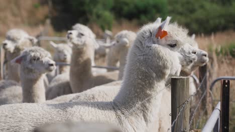 alpaca de pie y mirando por encima de la valla de acero en la granja, manada de alpacas en segundo plano.