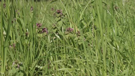 beautiful red wildflowers wave in wind behind long green grass blades, sunny day