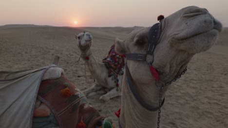 sunset in the desert, camels lying in the sand. egypt