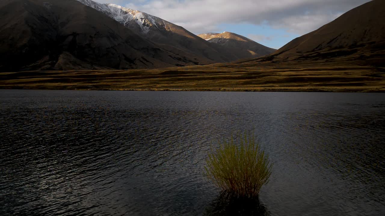 arbusto individual en un lago tranquilo y montañas doradas con una capa fresca de nieve