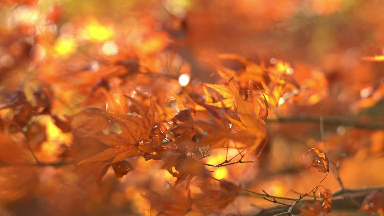 A Close Up of Nature's Autumn Flowers