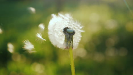 Blowing-On-A-Dandelion-Flower-Close-Up