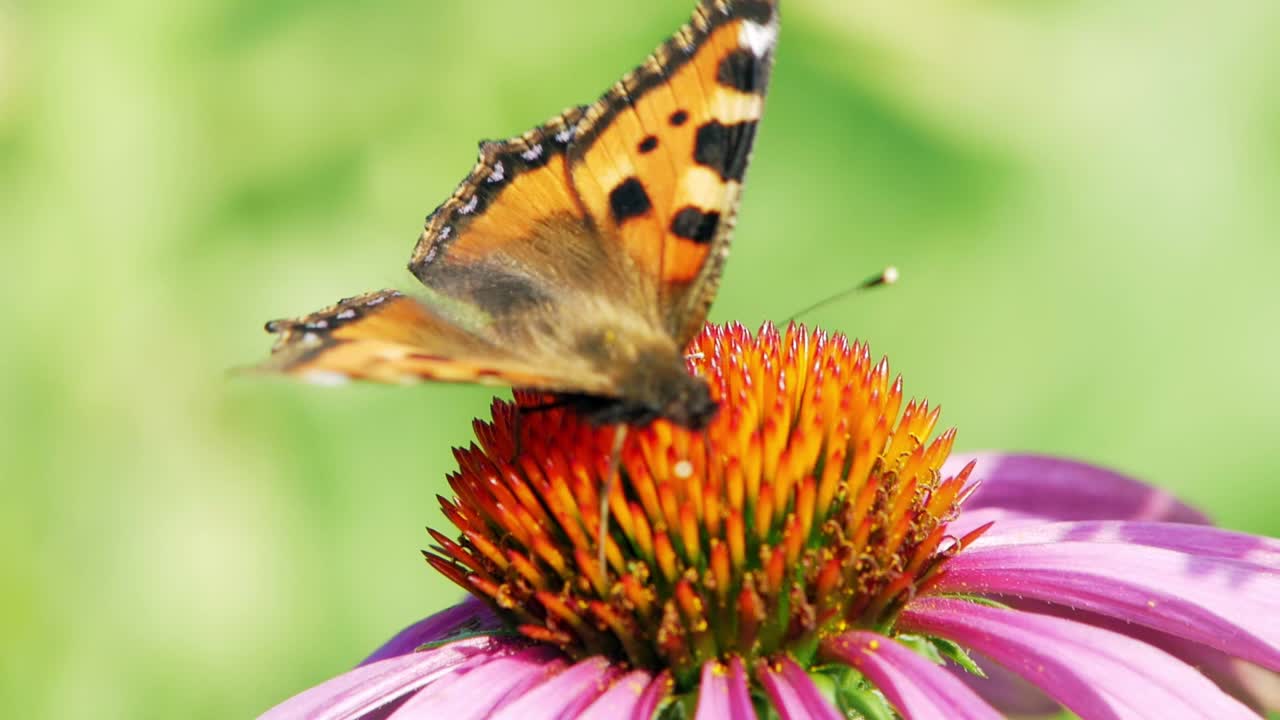 Una farfalla vanessa dell'ortica si posa su un fiore conico viola mangiando polline e impollinandolo.