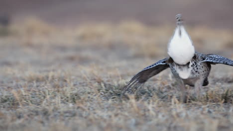 sharp tailed grouse strutting and dancing in the field, shallow depth of field