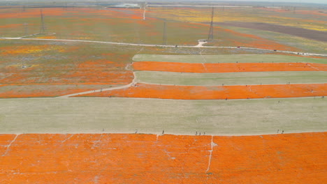 a field of gorgeous wild orange poppy flowers in california, usa