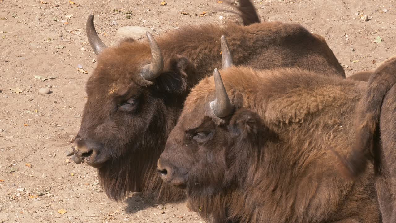 un par de bisontes salvajes relajándose en un campo pedregoso durante el hermoso clima en el desierto