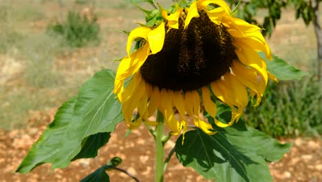 bee collecting pollen from sunflower close-up