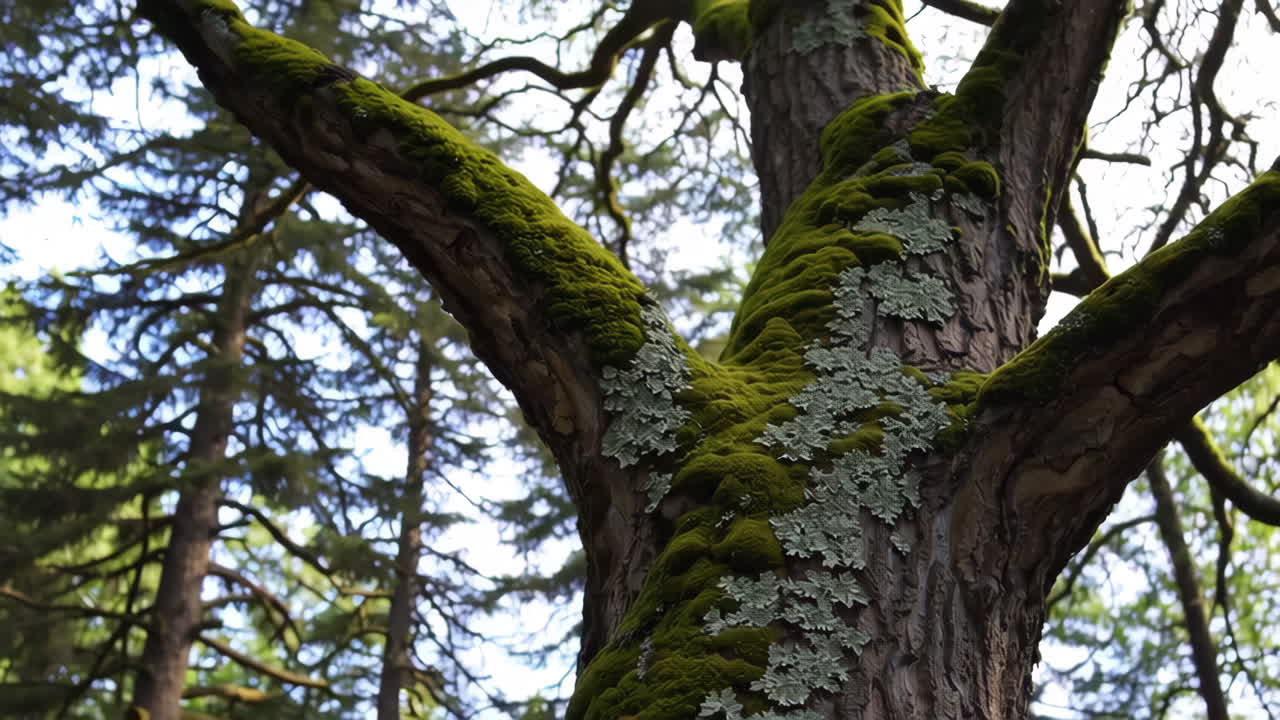 tronco de árbol cubierto de musgo en un bosque