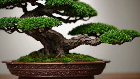 close-up of a well-maintained bonsai tree in a decorative pot