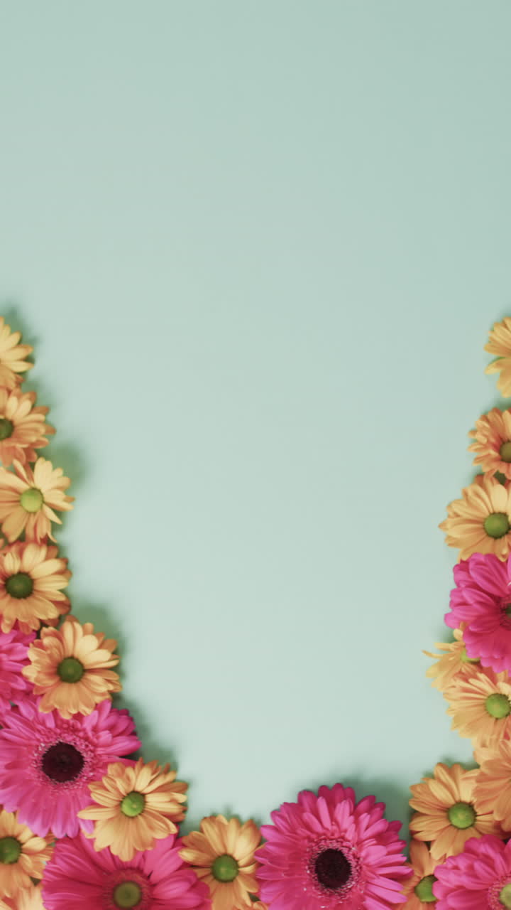 Vertical video of pink and orange flowers with copy space on blue background