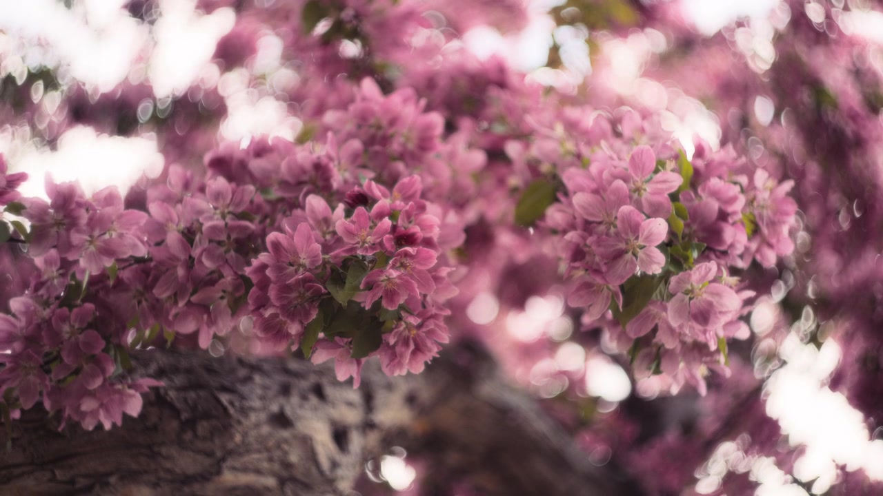 Cherry tree pink flowers blooming
