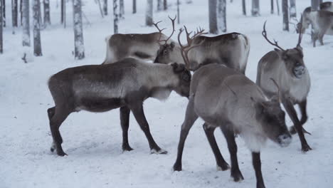 Slowmotion-of-a-male-reindeer-pushing-other-away-aggressively-to-show-dominance-in-a-herd