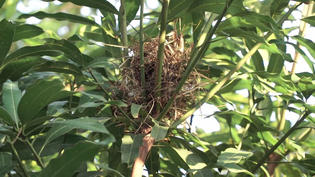 Small bird on the nest in a lush tree during daylight. Javan Munia, Estrildidae, Lonchura leucogastroides
