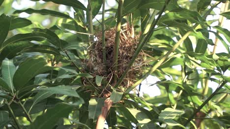 small bird on the nest in a lush tree during daylight. javan munia, estrildidae, lonchura leucogastroides