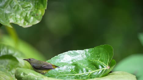 Lindo-Pájaro-Carpintero-De-Vientre-Naranja-Pájaro-Carpintero-De-Vientre-Naranja-Bañándose-En-La-Hoja