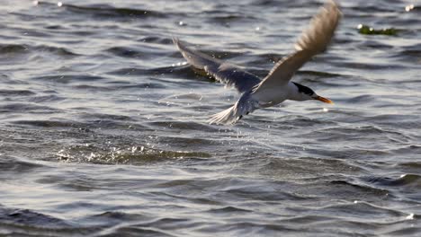 a seabird lifts off from the ocean surface