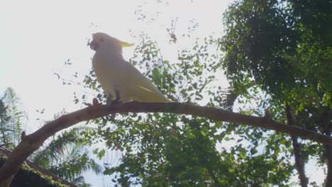 White-cockatoo-parrot-walking-on-a-branch,-with-bright-sky-and-green-trees-in-the-background