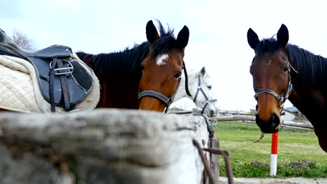 horses against the sky on horse farm, 4k