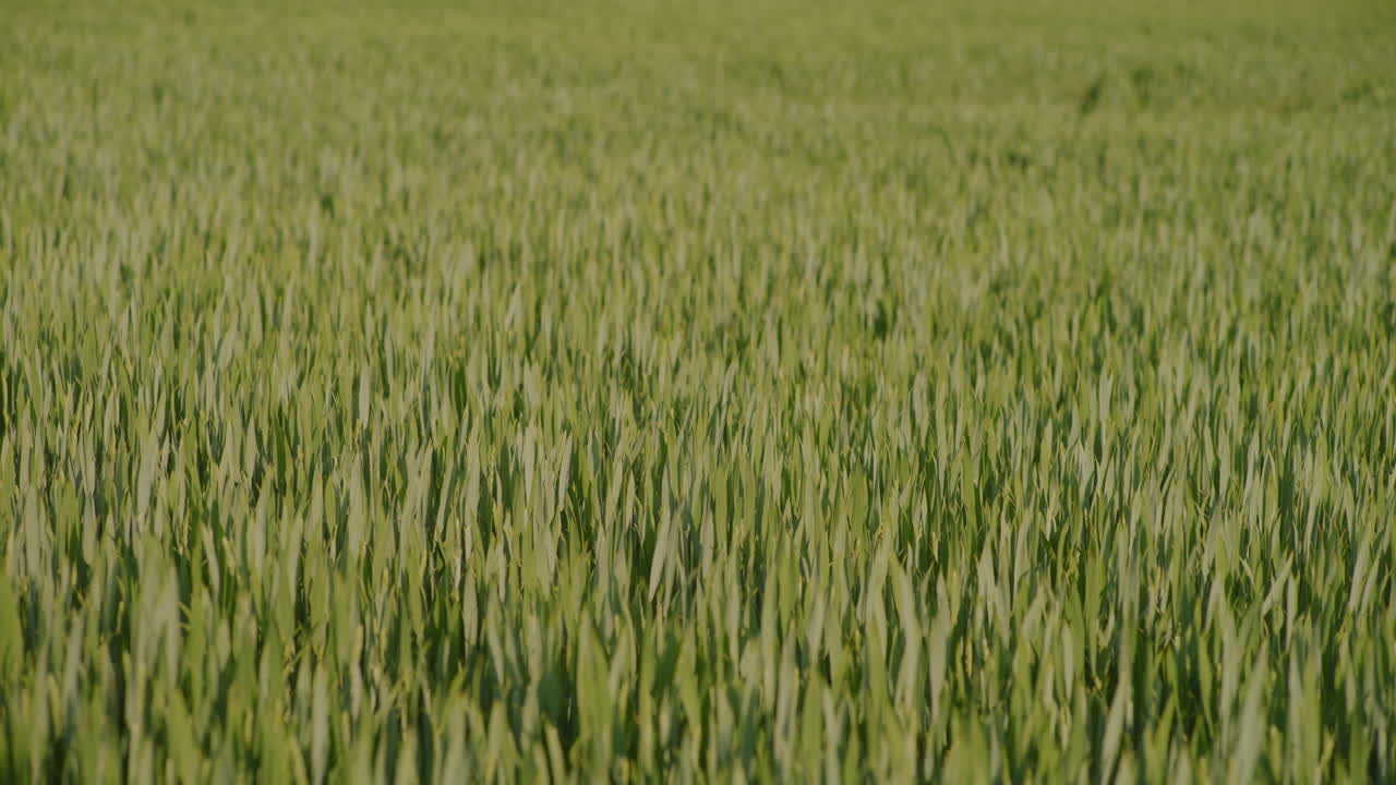Primo piano di grano verde in crescita in un campo agricolo.