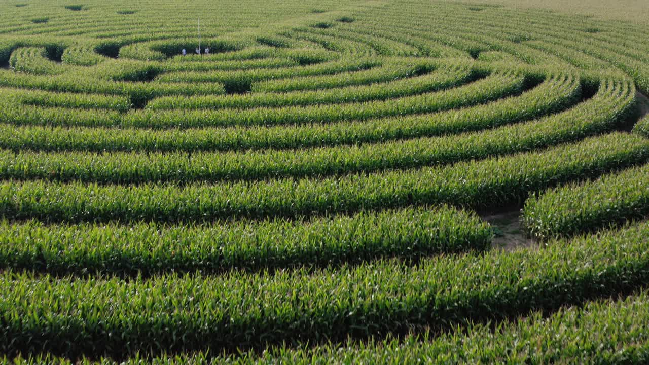 hermoso dron cinematográfico de bajo nivel filmado sobre un campo de maíz cortado en un patrón de laberinto
