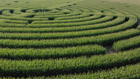 beautiful low level cinematic drone shot over a field of corn cut into a labyrinth pattern