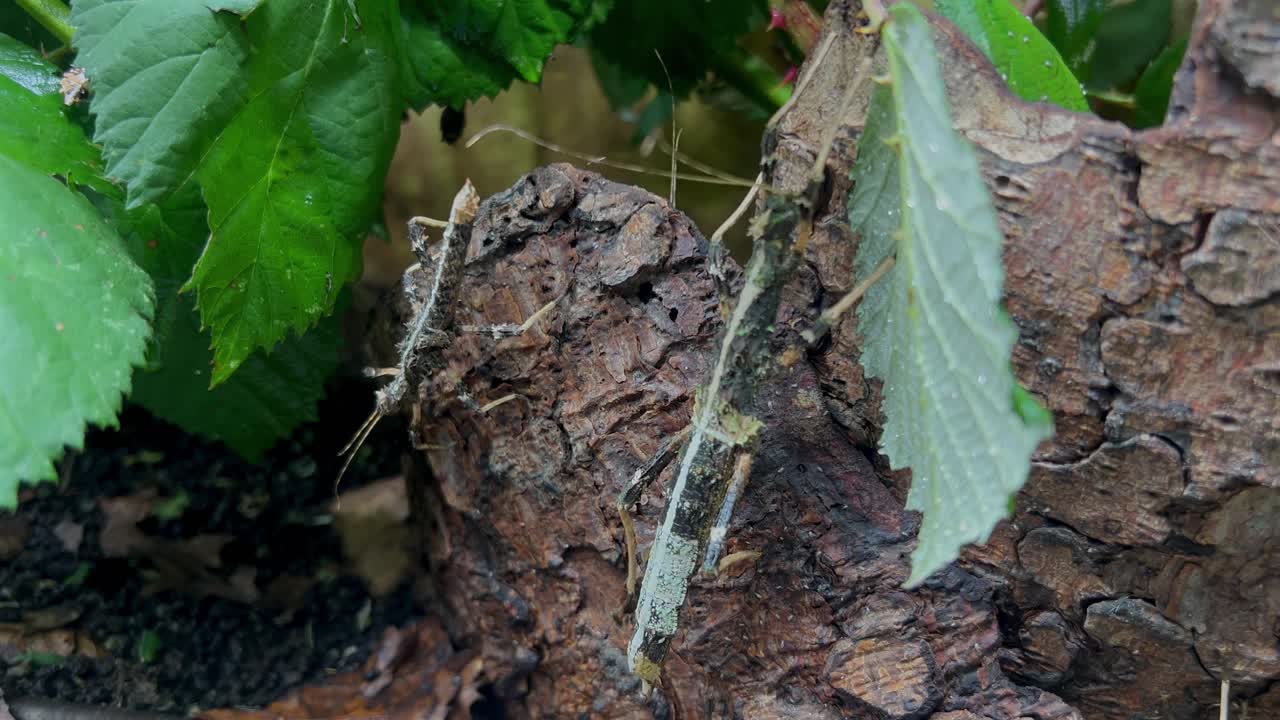 인식 하기 어려운 곤충 이 볼 수 있다