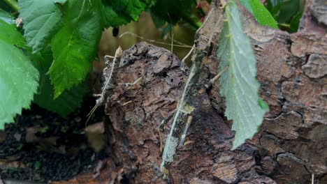 se puede ver un insecto que es difícil de reconocer