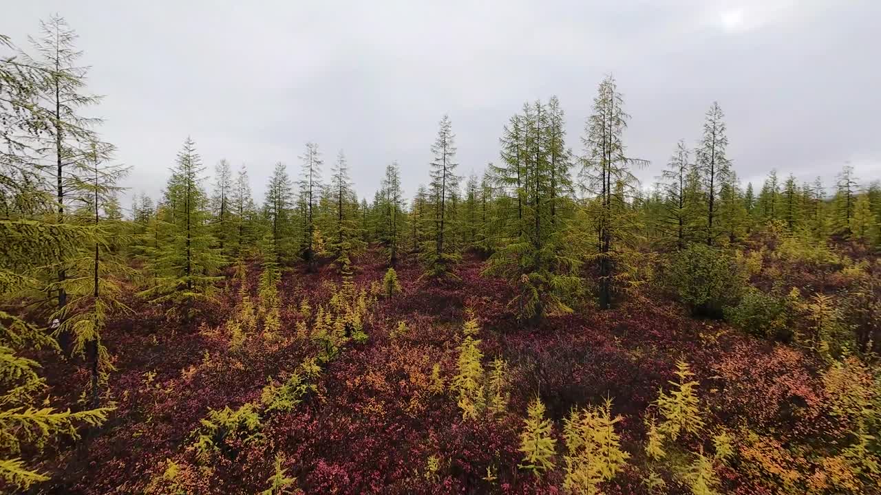 Opplev den fantastiske forvandlingen av Jakutias skoger når høsten farger landskapet med nyanser av rav og gull