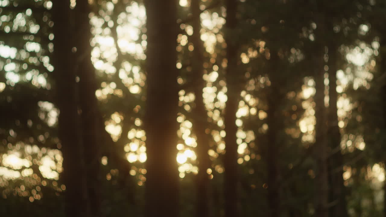 bosque espeso con vista al atardecer fotografiado artísticamente con efecto bokeh - plano medio