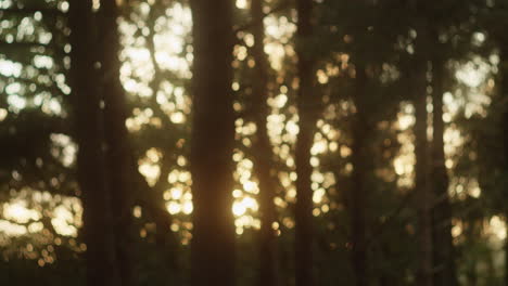 thick forest in with sunset view artistically photographed with bokeh effect - medium shot