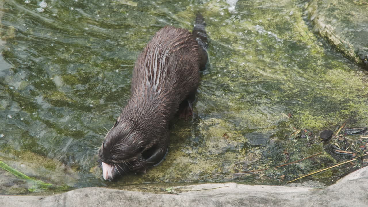 Una lontra di fiume agile sgranocchia la testa di un grosso pesce, mangiando in acqua bassa
