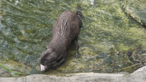 a sleek river otter crunches into the head of a large fish, eating in shallow water