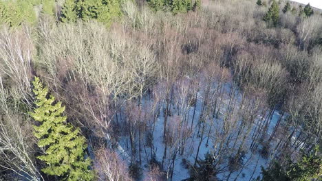 Bare-birches-and-high-green-spruce-trees-in-winter-wood-aerial