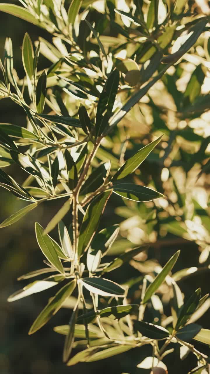 Close-up video of sunlit olive branches with a warm, natural feel. Shot from a low angle