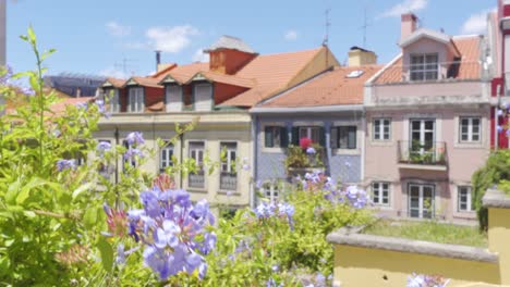 Una-Flor-En-El-Frente-Con-Hermosos-Edificios-Del-Casco-Antiguo-De-Lisboa-En-El-Fondo