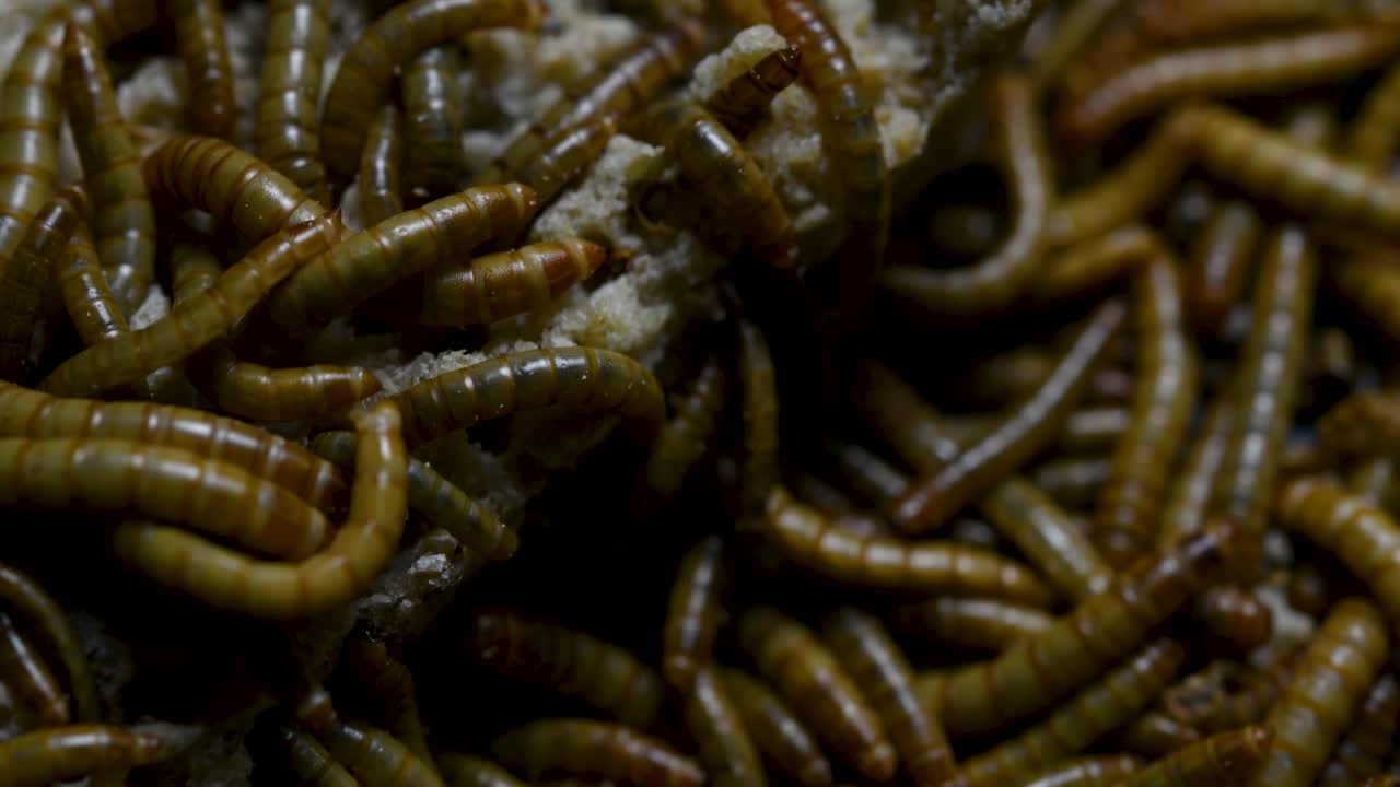 O Tenebrio é uma espécie de besouro Tenebrionidae usado para alimentar animais de estimação como peixes, cobras, pássaros e sapos.