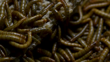 the mealworm is a species of darkling beetle used to feed pets like fish, snakes, birds, and frogs