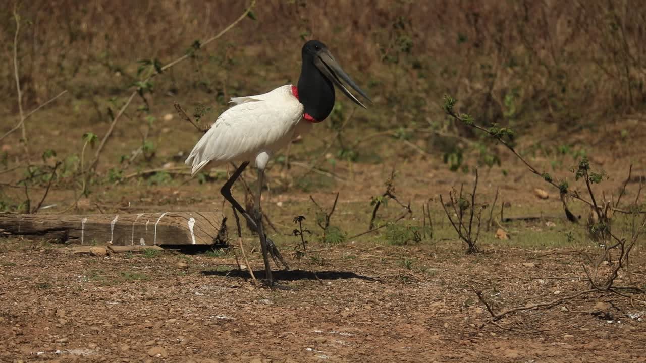 un jabiru - una cigüeña grande con un pico enorme camina por el pantanal brasileño